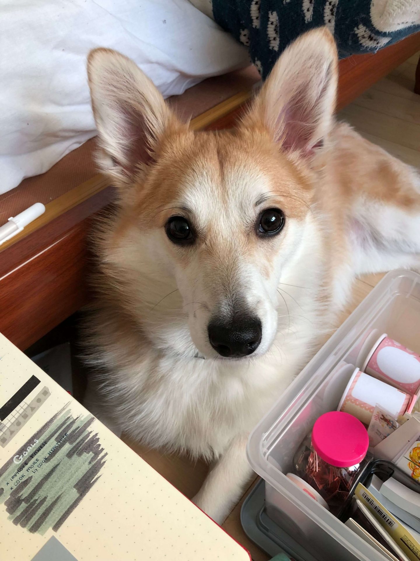An image of Toast, Fii's corgi puppy, lying down with two boxes of stationery in front of him. He is looking directly at the camera.